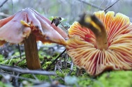 Hygrocybe conica var. conicoides